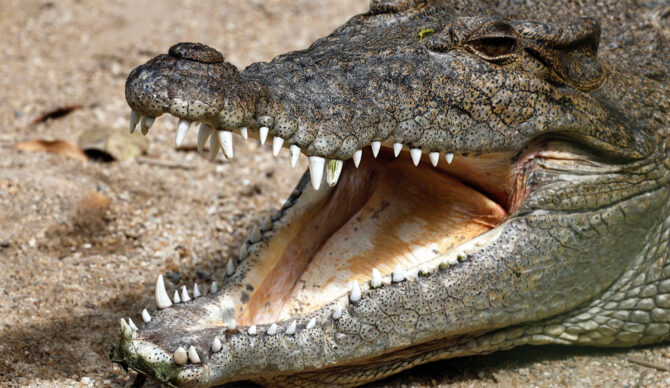 saltwater crocodile cooling down by opening its mouth