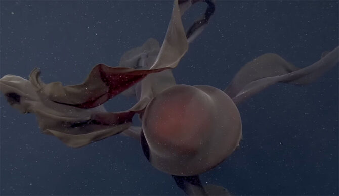 Giant phantom jellyfish in Antarctica