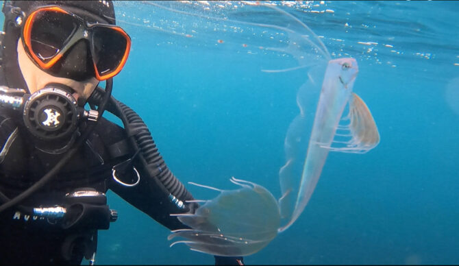 sea creature in Monterey Bay