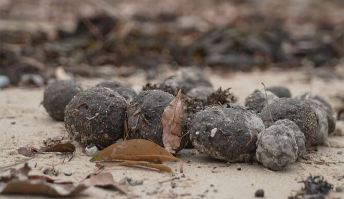 Poo balls from a fatberg on beach in Sydney, Australia