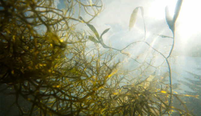 seaweed growing from below