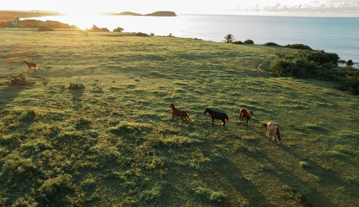 Vieques