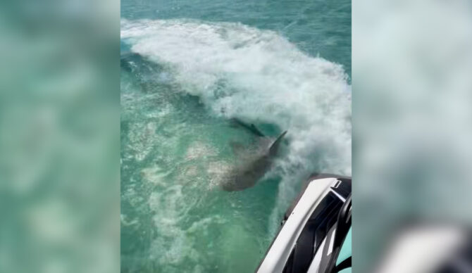 Photo: ABC 7 // YouTube