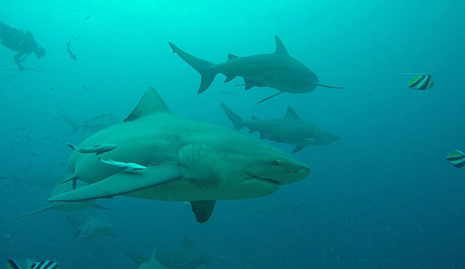 Bull sharks swimming together in Fiji