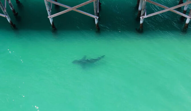 Great white sharks swimming near a pier in Southern California