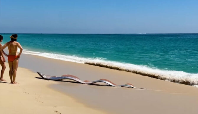 oarfish on a beach in Cabo