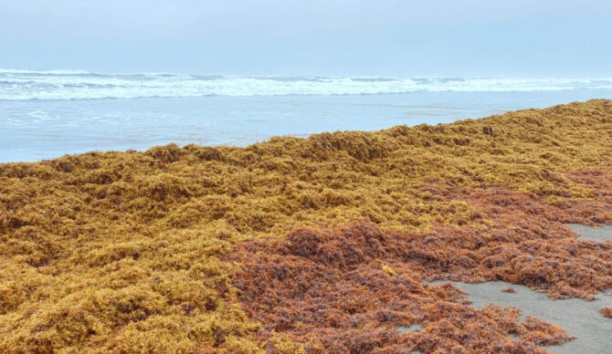 Sargassum on a beach miles from Florida