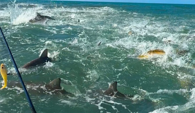 Welcome to everyone's nightmare. Photo: Brett Barley // Instagram