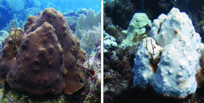 Coral reef bleaching
