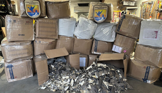 Twenty-six boxes of shark fins seized in Anchorage, Alaska