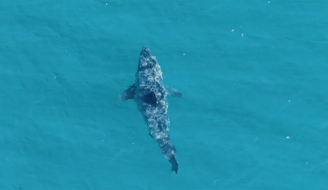 Great White sharks off southern California coastline