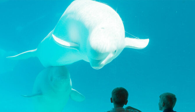 Animal Justice fighting Marineland
