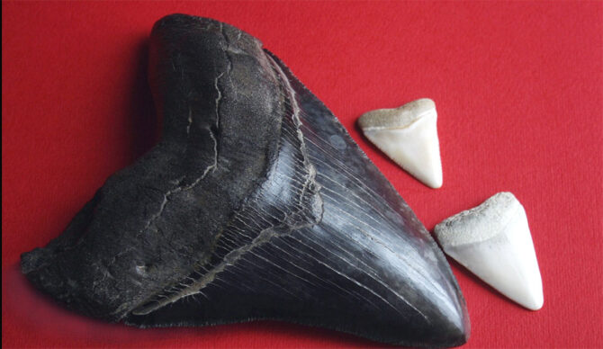 megalodon tooth beside great white shark teeth
