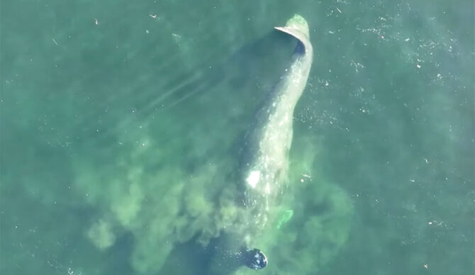 Gray whale feeding off Vancouver Island