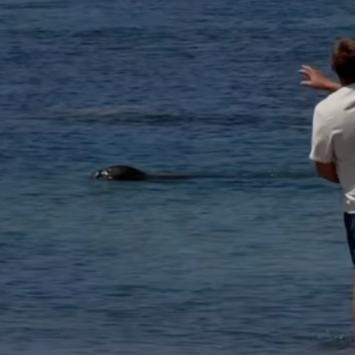 man throwing rock at Monk seal on Maui