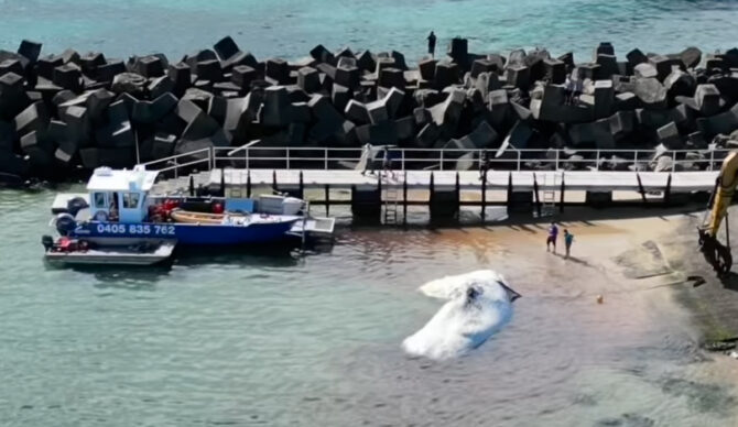 Locals looked on as the caracass was ripped apart, then hauled across several beaches to a nearby dump. Photo: Bek Bell // Instagram