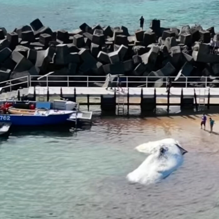 Locals looked on as the caracass was ripped apart, then hauled across several beaches to a nearby dump. Photo: Bek Bell // Instagram
