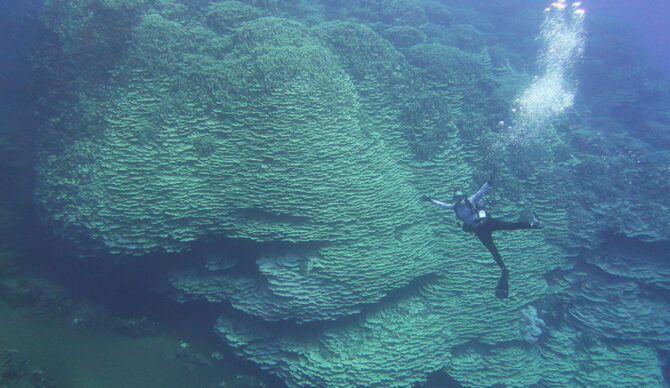 Coral in Mariana Trench Marine National Monument