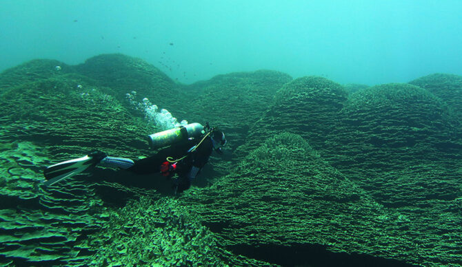 a researcher swims over dome-shaped structures at the top of the coral structure.