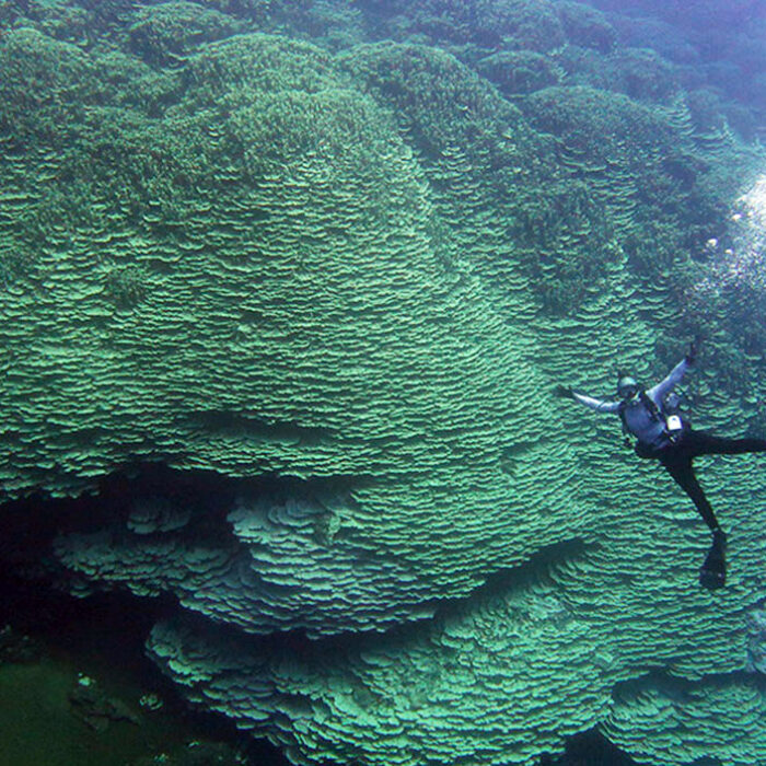 This Huge Coral in an Underwater Volcanic Caldera Is the Largest of Its Kind