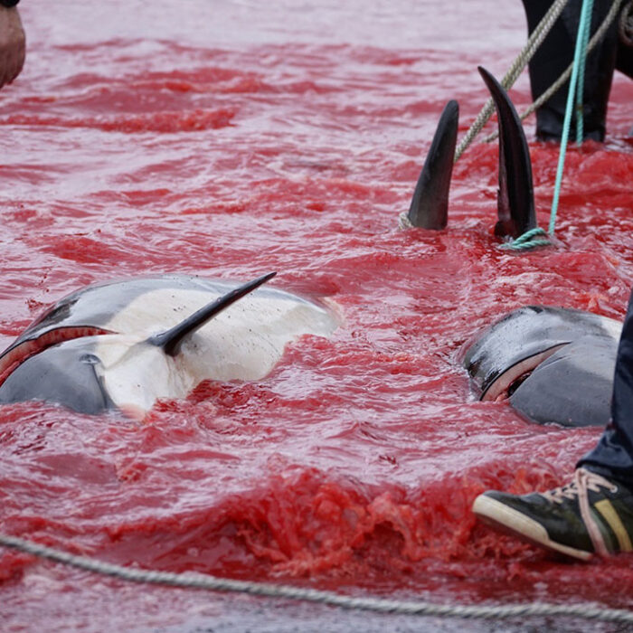 Dolphins killed in Faroe Islands
