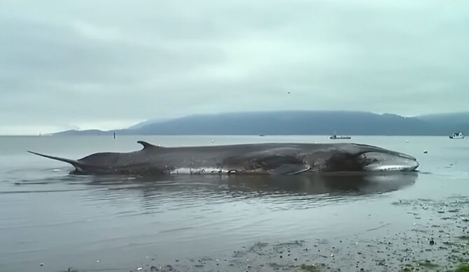 A fin whale on the beach in Samish Island in Skagit County