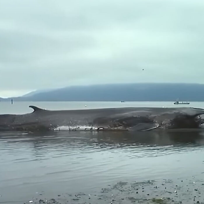 A fin whale on the beach in Samish Island in Skagit County