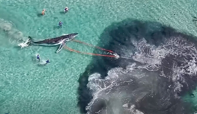 Humpback whale being towed off sandbar