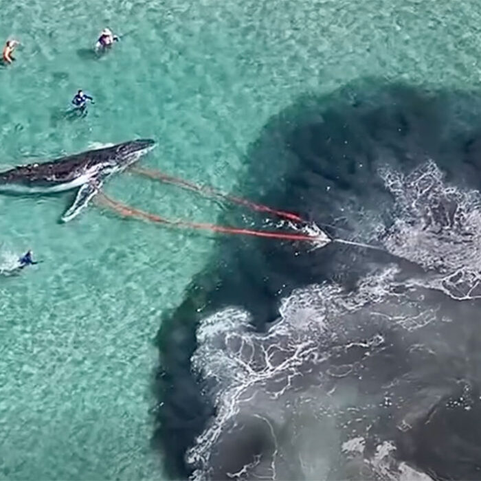 Humpback whale being towed off sandbar