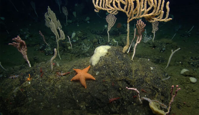 Big Sur sea life
