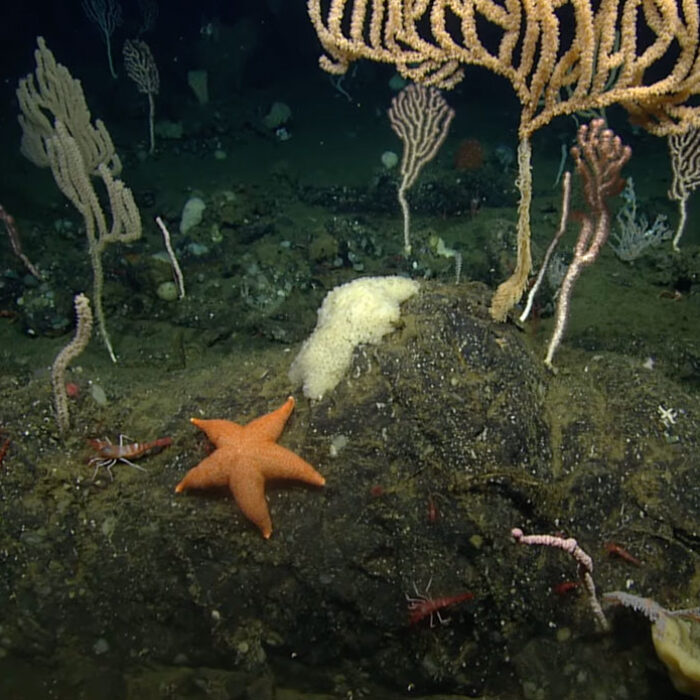 Big Sur sea life