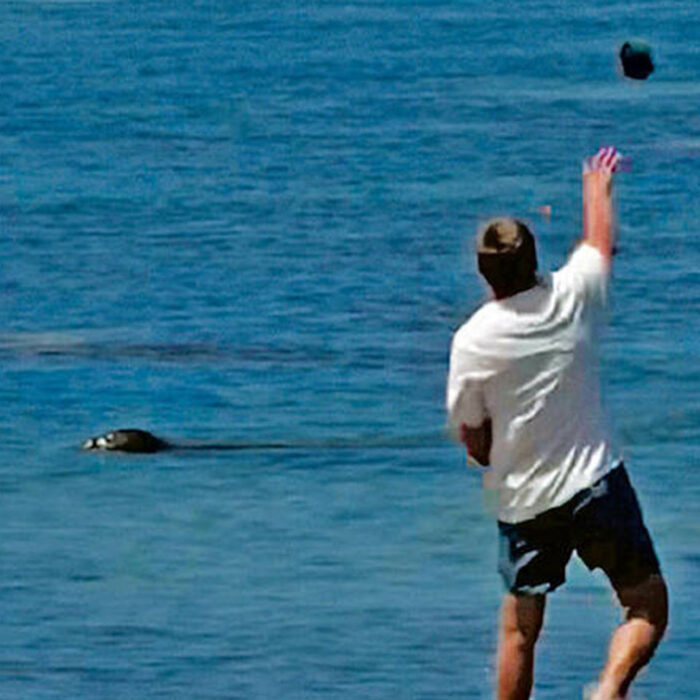 Igor Lytvynchuk throwing a rock at a seal