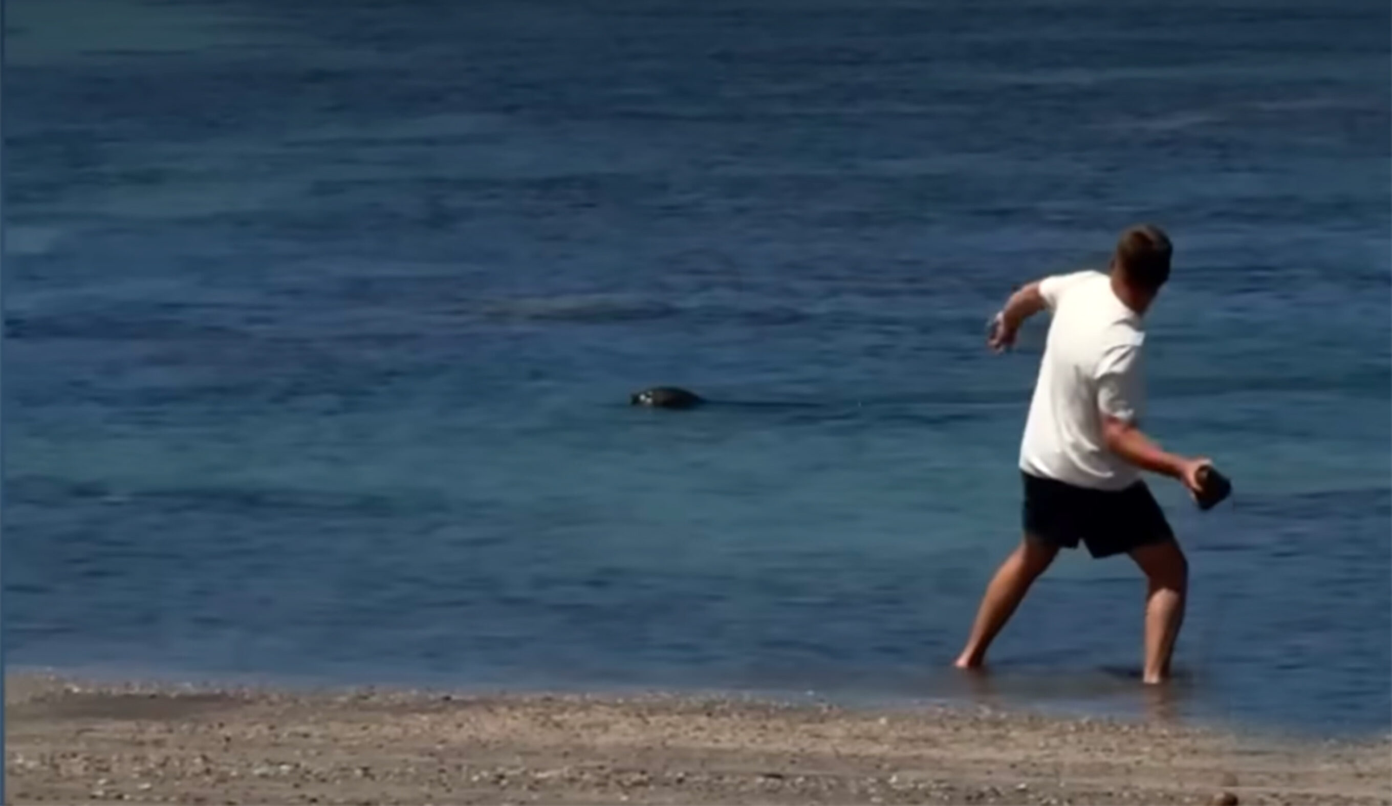 Maui Mayor on Tourist Who Threw Rock at Seal: ‘There Must Be Serious Consequences’