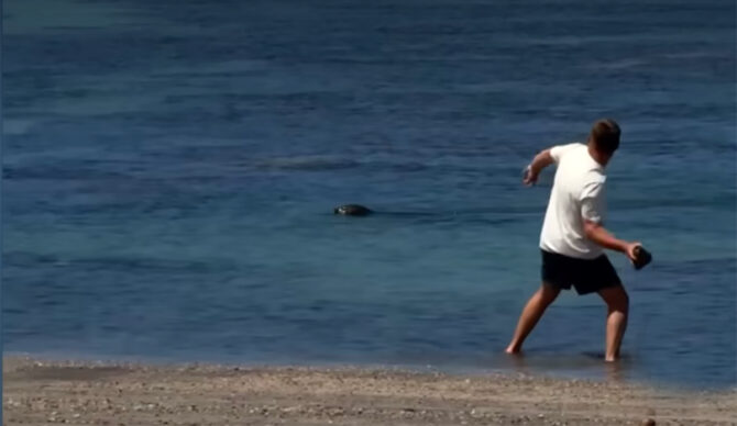 Maui Mayor on Tourist Who Threw Rock at Seal: ‘There Must Be Serious Consequences’