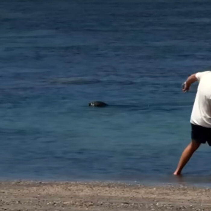 Maui Mayor on Tourist Who Threw Rock at Seal: ‘There Must Be Serious Consequences’