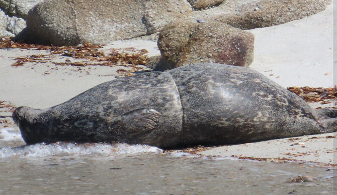 Firefly the seal on a beach with plastic wrapped around her