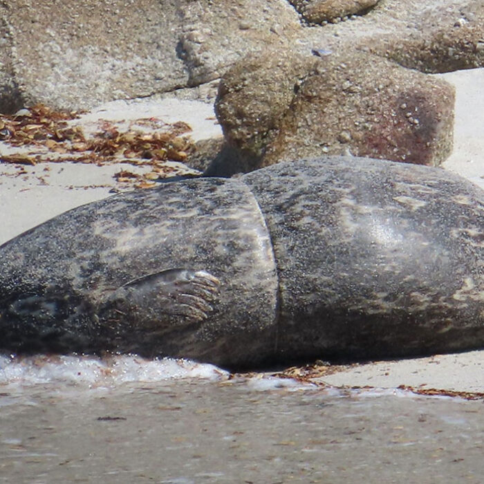 Firefly the seal on a beach with plastic wrapped around her