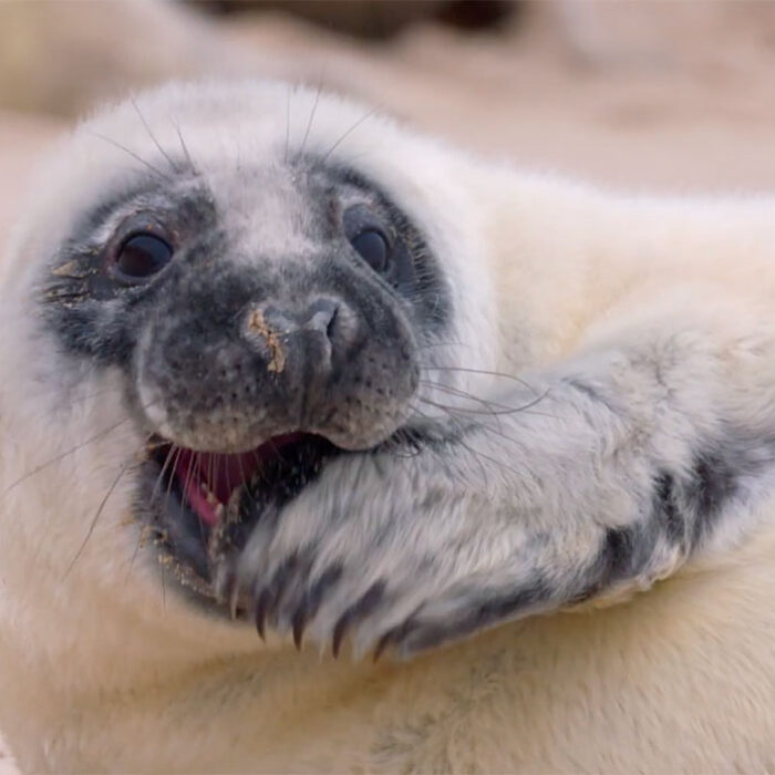 a seal pup on Sable Island