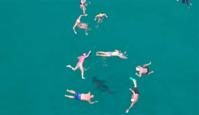 spinner shark with swimmers off Bondi Beach
