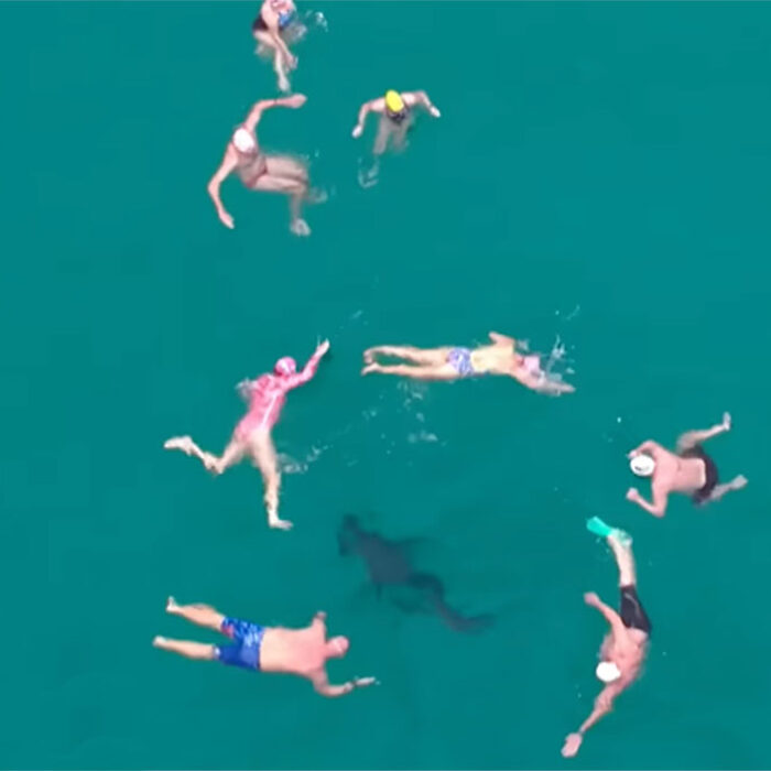 spinner shark with swimmers off Bondi Beach