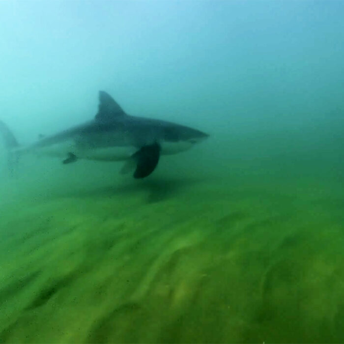 Great White Shark Swallows Videographer's Camera and He Recovered the Footage