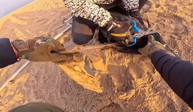 Rescuers cutting seal out of seal skin