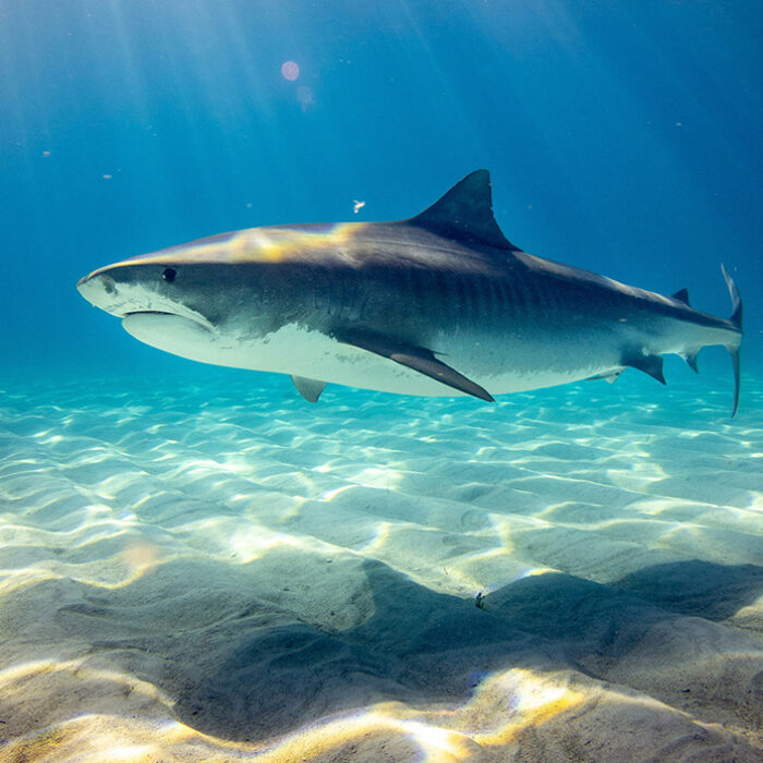 This New AI App Was Built to Forecast Shark Risk and Save Lives