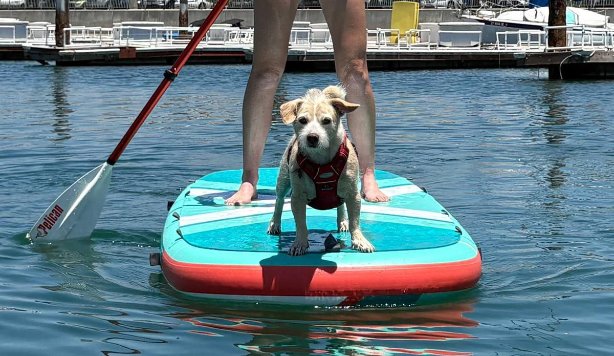dog on the pelican loungeboard