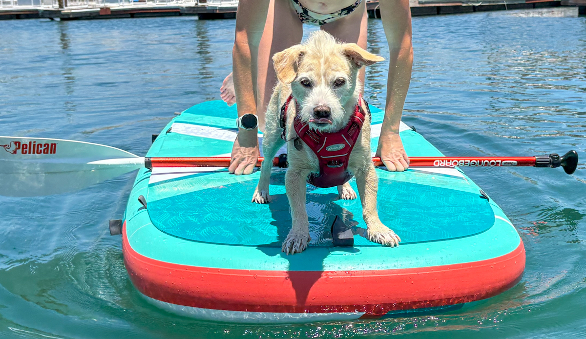 paddling with a dog on the pelican loungeboard