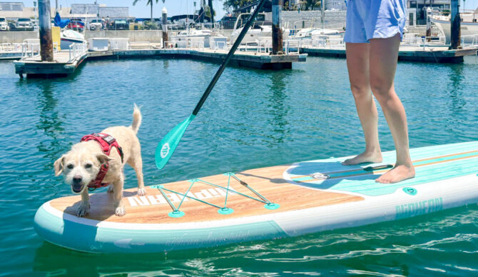 paddling with a dog on the Niphean Classic Clovis