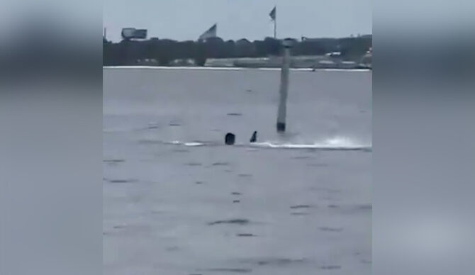 A short video circulating on social media appears to show the man screaming for help while being attacked by a shark. Photo: T_Cas videos // X