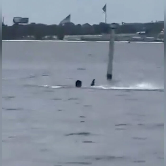 A short video circulating on social media appears to show the man screaming for help while being attacked by a shark. Photo: T_Cas videos // X