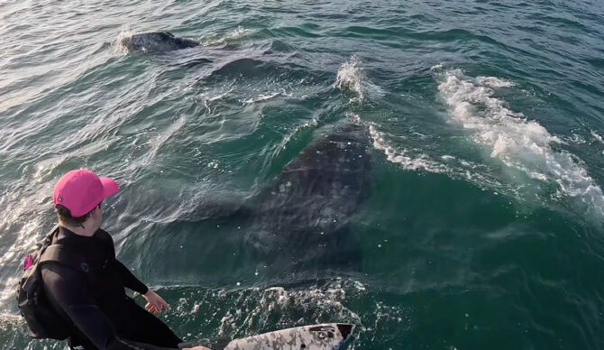 Better than a shark, for sure. Photo: Travis Boise // YouTube