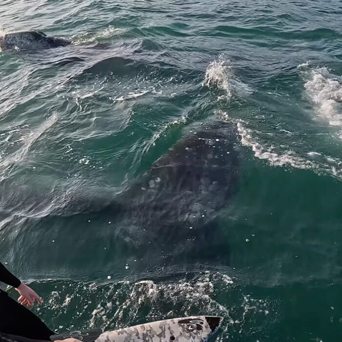 Better than a shark, for sure. Photo: Travis Boise // YouTube